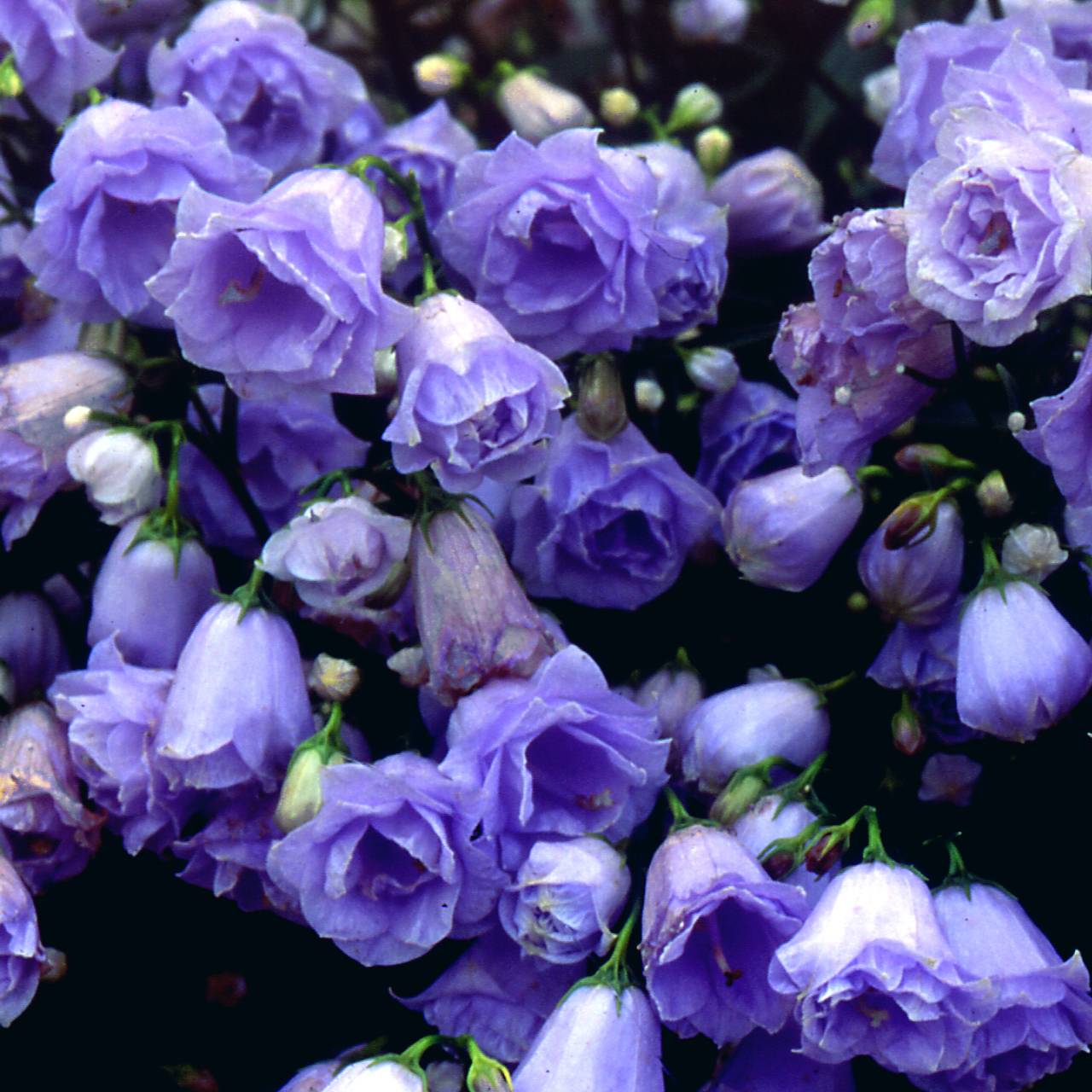 Promesse de Fleurs - Campanule fluette - Campanula cochlearifolia Elizabeth Oliver Pot de 2L/3L