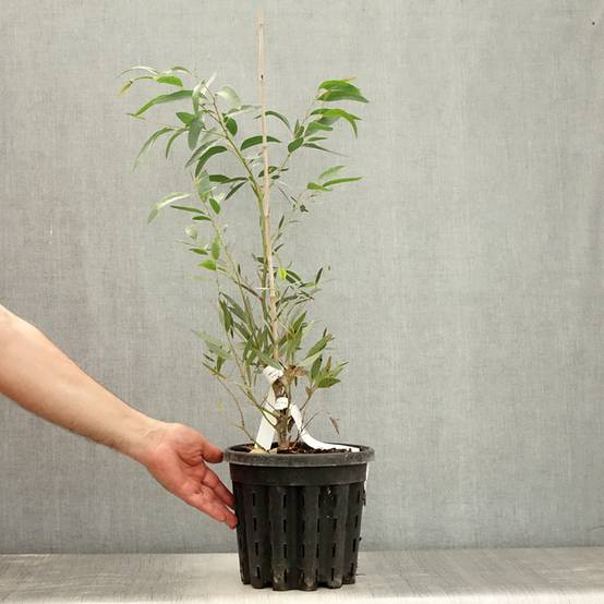 Eucalyptus mitchelliana - Gommier de Mount Buffalo Pot de 4L/5L, Pot anti-chignon - Image 2