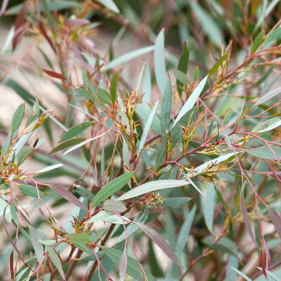 Eucalyptus mitchelliana - Gommier de Mount Buffalo Pot de 4L/5L, Pot anti-chignon - Image 1