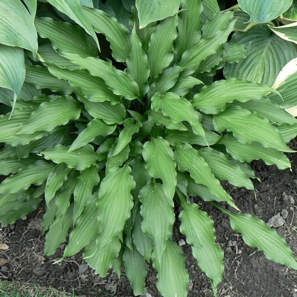 Promesse de Fleurs - Hosta Atomic Elvis Pot de 1,5L/2L