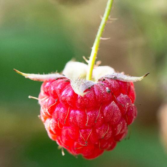 Framboisier remontant September - Rubus idaeus Pot de 2L/3L, Touffe