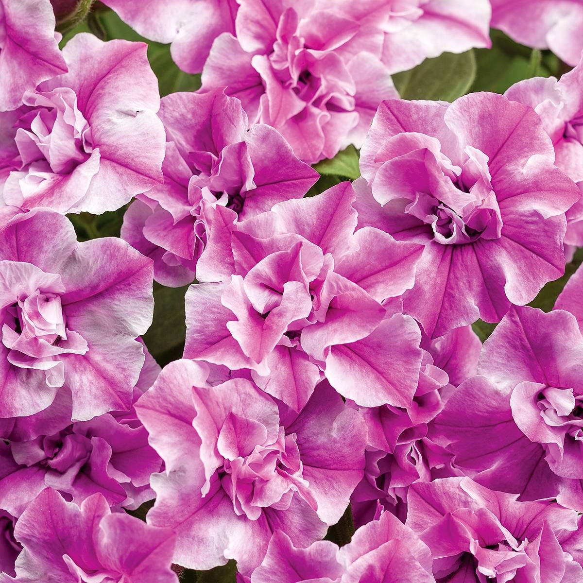 Pétunia Amarena Twist Mini-motte Ø 3/4 cm, Plant vert de 5 à 10 cm de haut (par 5)