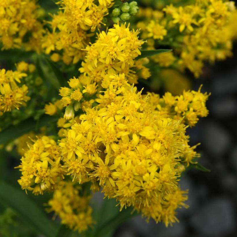 Solidago cutleri - Verge d'or Godet de 8/9 cm