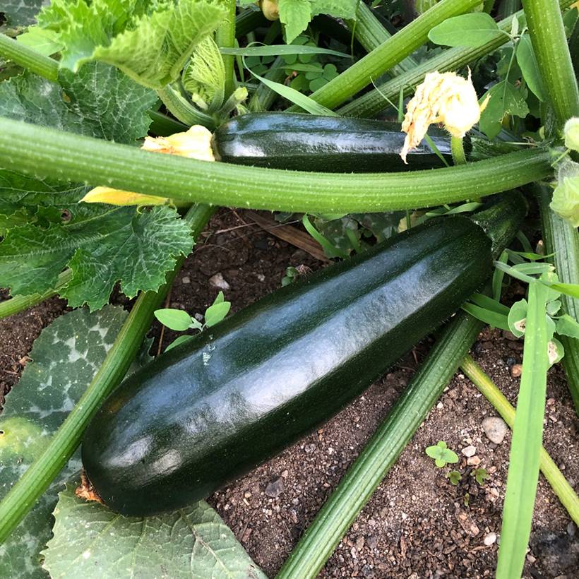 Courgette Verte de Milan ou Black Beauty - Cucurbita pepo le sachet de 35 graines environ (5g)