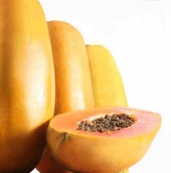 Sans Marque - Papayer : Carica papaya var. Intenzza Taille:Pot de 7 litres ? 60/80 cm - Couleur floraison:rouge - Image 2