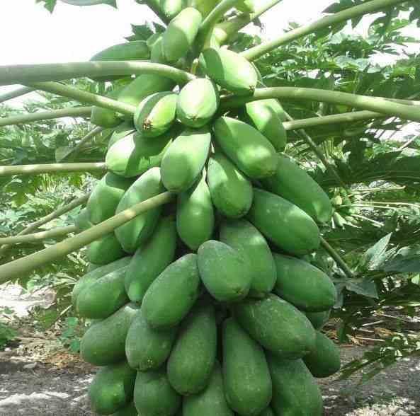 Sans Marque - Papayer : Carica papaya var. Intenzza Taille:Pot de 7 litres ? 60/80 cm - Couleur floraison:rouge - Image 1