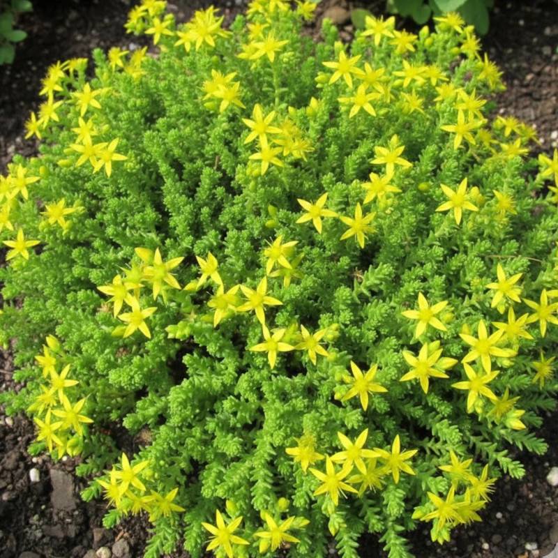 Orpin âcre Elegans, Poivre des murailles, Sedum à fleurs Jaune/ - feuillage Persistant - Godet - 5/20 cm - Image 2