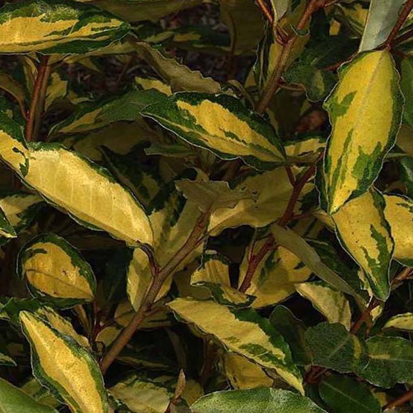 Elaeagnus ebbingei Eleador - Chalef Pot de 7,5L/10L