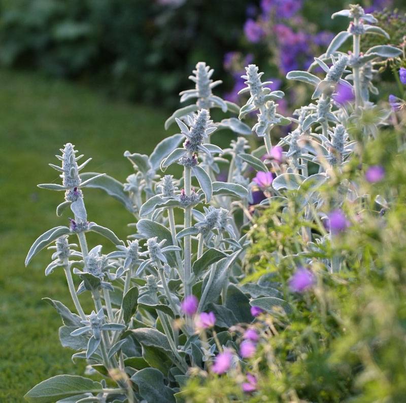 Stachys byzantina - Oreilles d'ours Godet de 8/9 cm