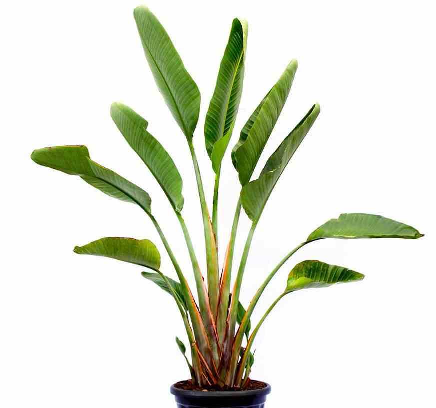 Sans Marque - Strelitzia augusta ou strelitzia alba (Oiseaux du paradis géant) Couleur floraison:blanc et bleu - Taille:Pot 130L - plusieurs pieds - 180/220cm - Image 2