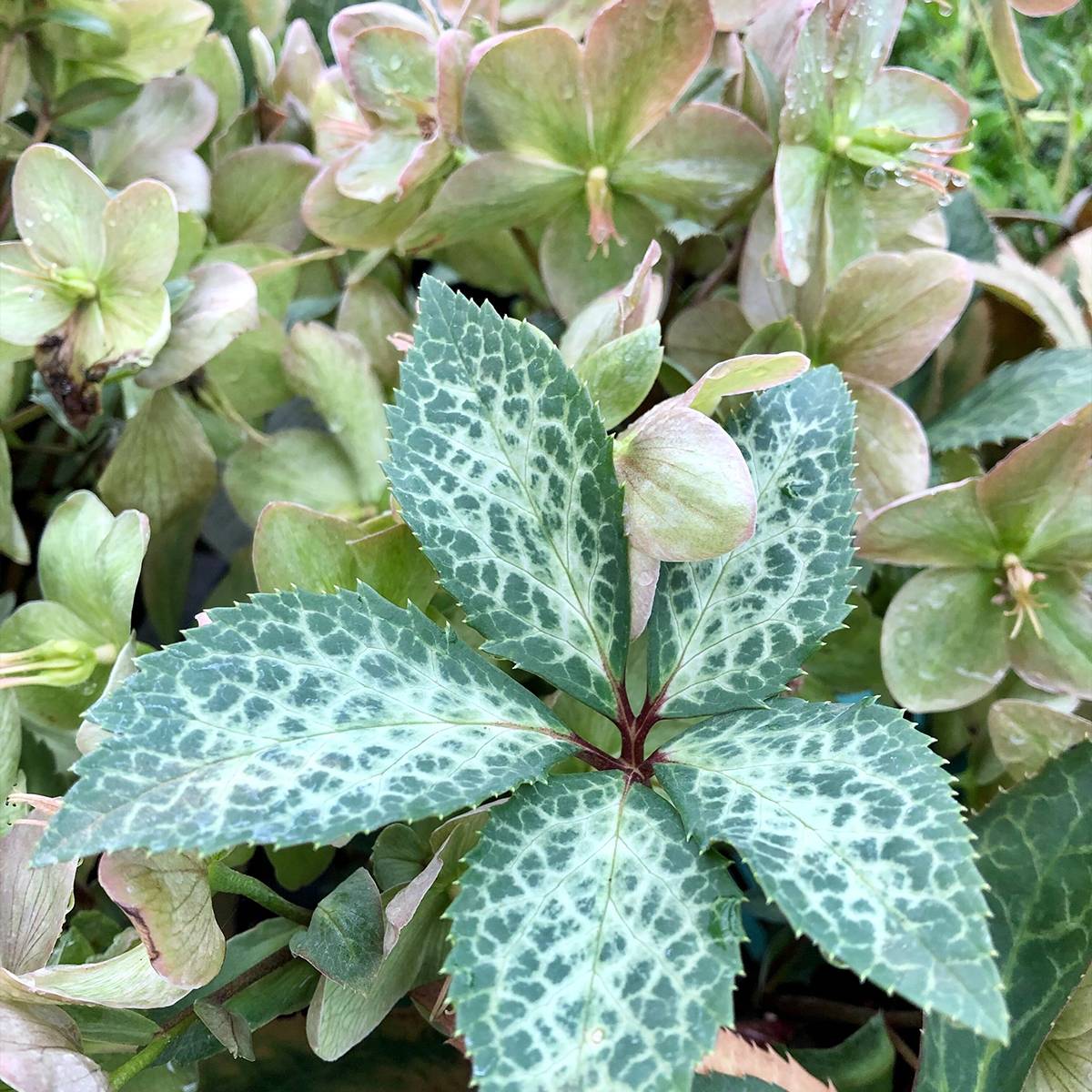 Promesse de Fleurs - Hellébore Magic Leaves Pot de 2L/3L