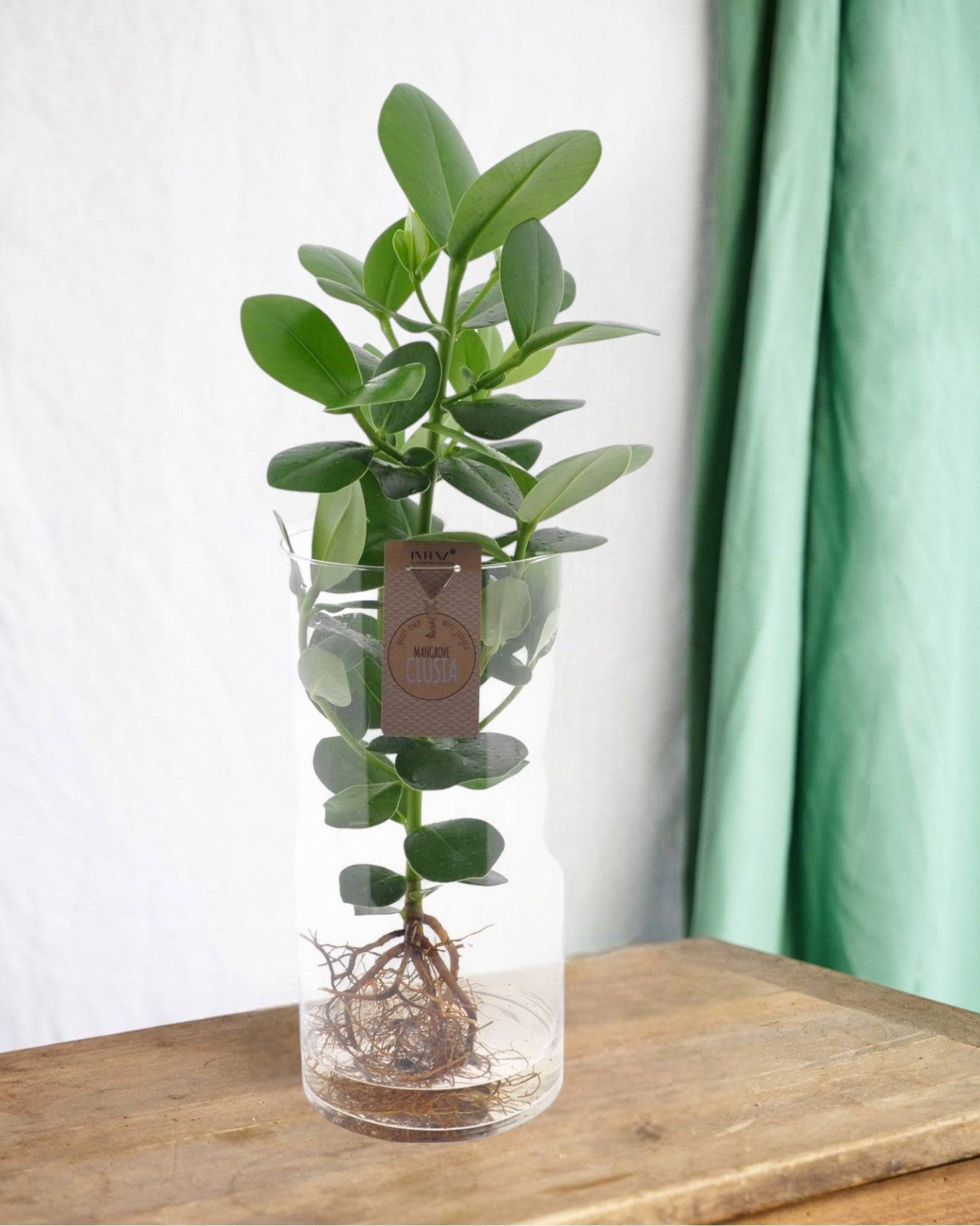 Clusia en hydroculture tube en verre- La Green Touch - Image 1