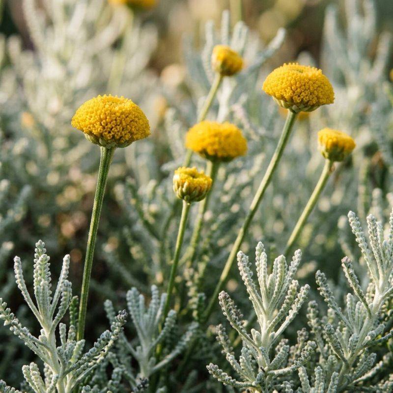 3 Santolines pinnata (Santolina pinnata) - Lot de 3 vivaces - Pépinières Naudet