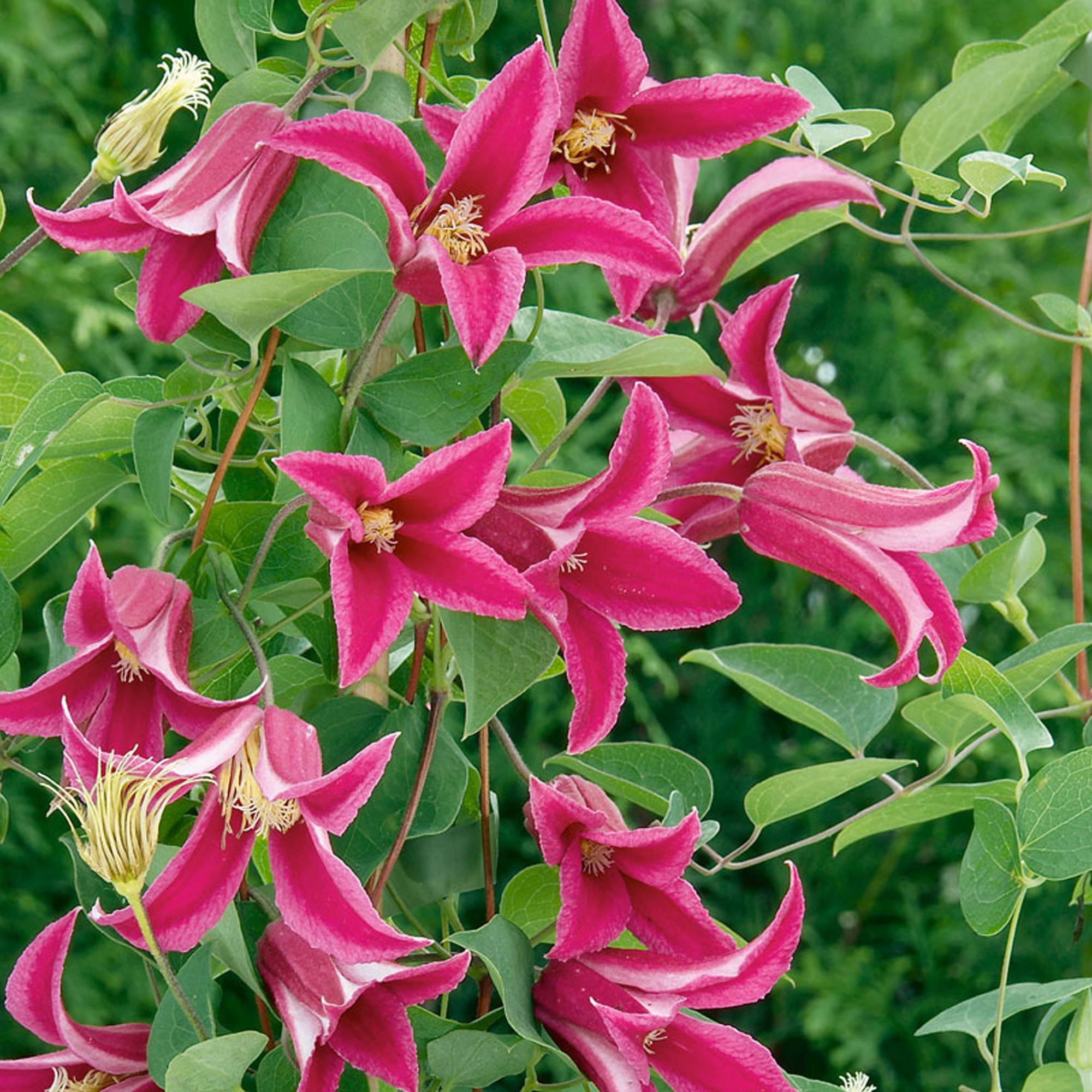 Gardenersdream - Clématite 'Princesse Diana' plante vivace grimpante à feuilles caduques en pot de 9 cm - GardenersDream - Image 1