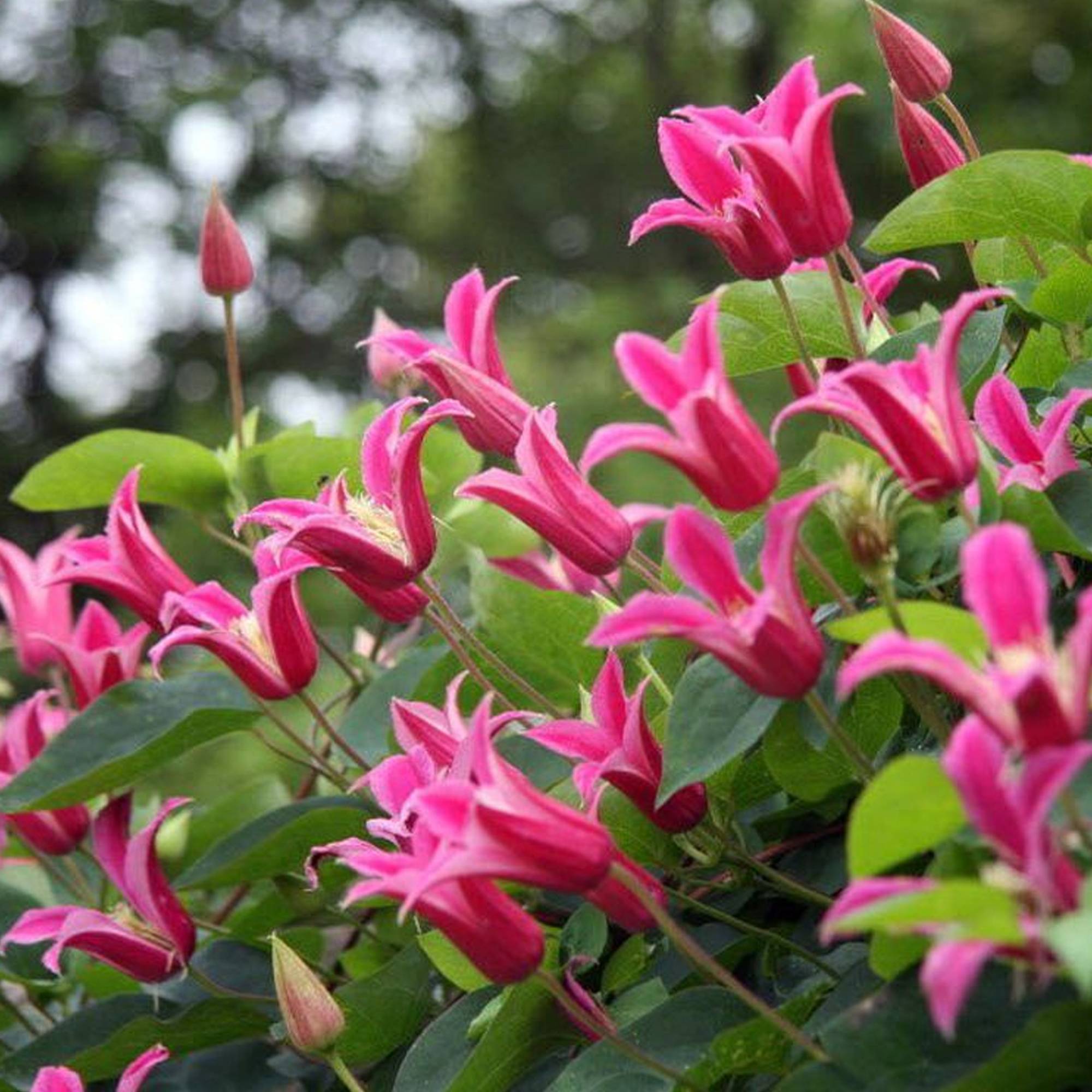 Gardenersdream - Clématite 'Princesse Diana' plante vivace grimpante à feuilles caduques en pot de 9 cm - GardenersDream - Image 2