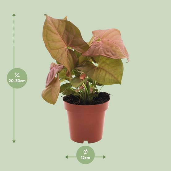 Syngonium Neon - Ø12cm - ↕25cm - Plantes d’intérieur - Image 2