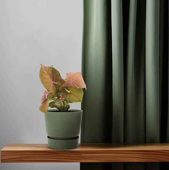 Syngonium Neon - Ø12cm - ↕25cm - Plantes d’intérieur - Image 5
