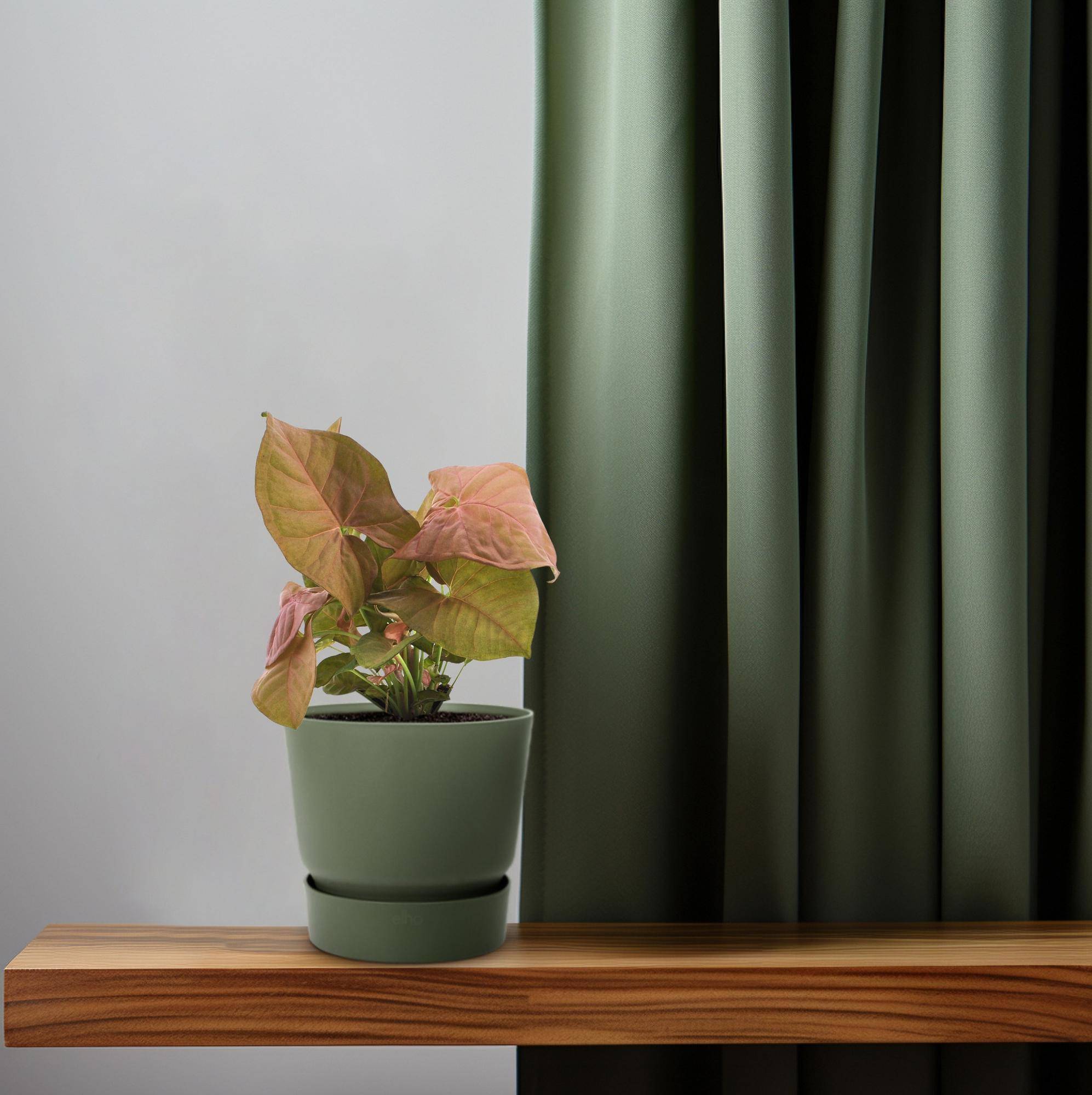 Syngonium Neon - Ø12cm - ↕25cm - Plantes d’intérieur - Image 5