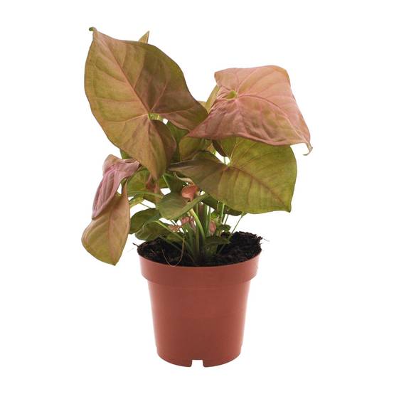 Syngonium Neon - Ø12cm - ↕25cm - Plantes d’intérieur - Image 1