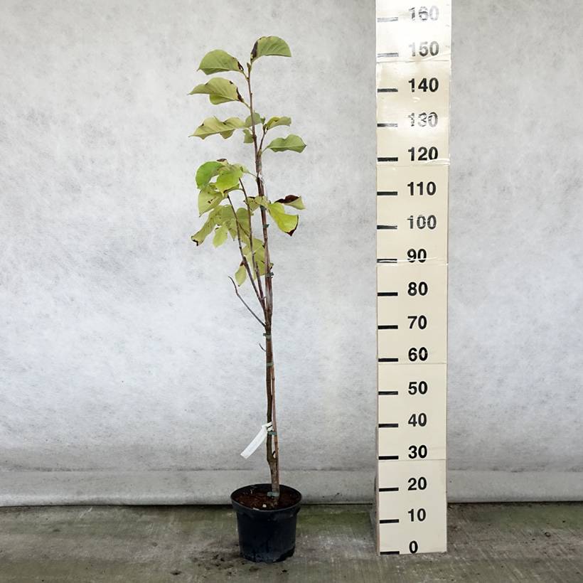 Magnolia Sunsation Pot de 3L/4L - Image 2