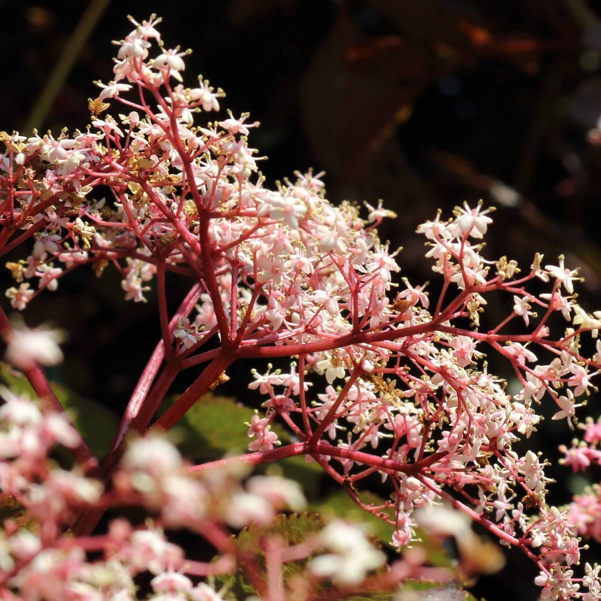 Promesse de Fleurs - Sambucus Chocolate Marzipan - sureau Pot de 3L/4L - Image 1