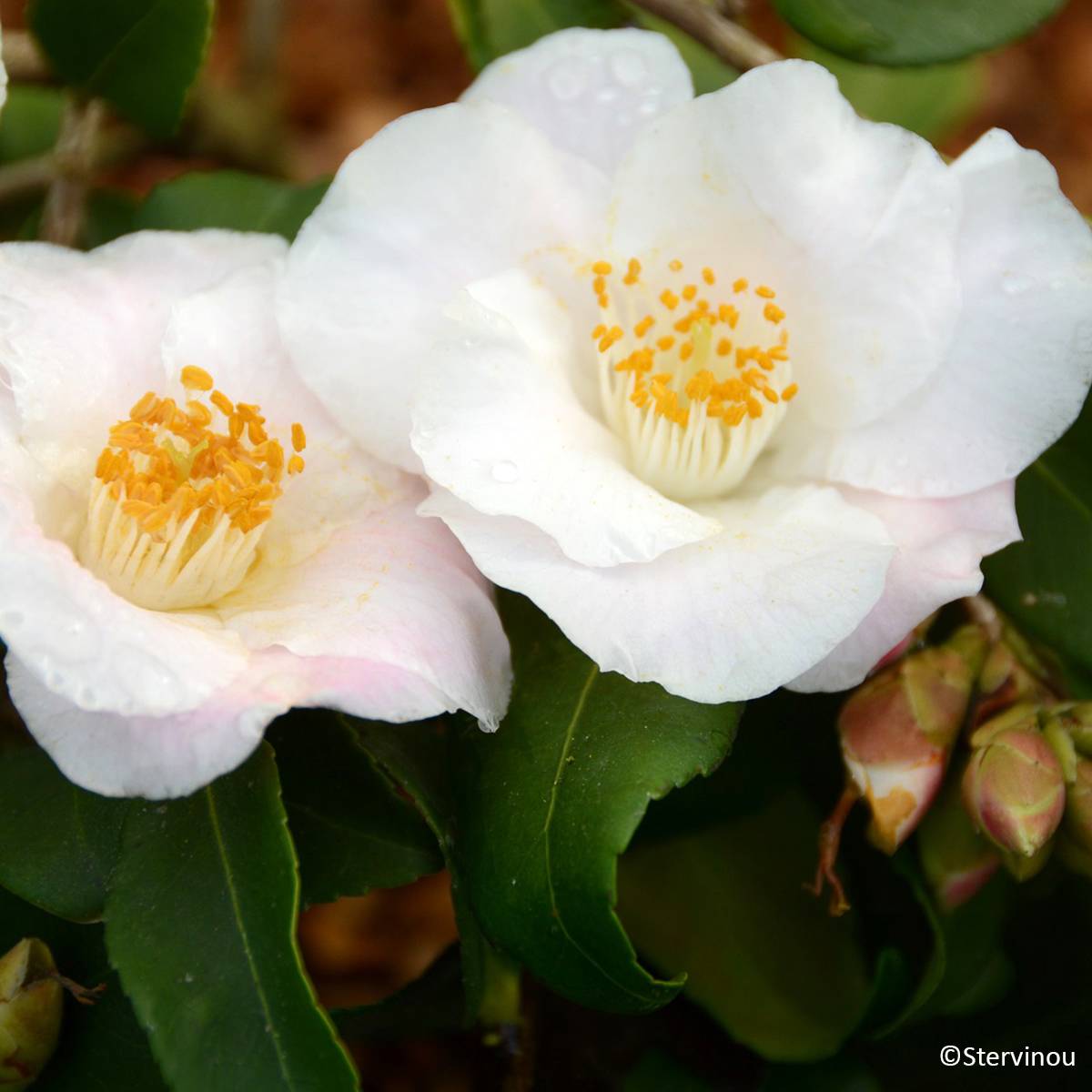Camélia champêtre - Camellia Quintessence Pot de 4L/5L