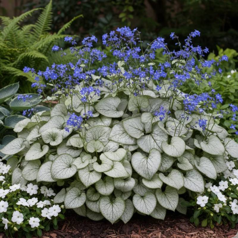 Myosotis du Caucase Looking Glass® à fleurs Bleue/ - feuillage Caduc - Lot de 5 godets