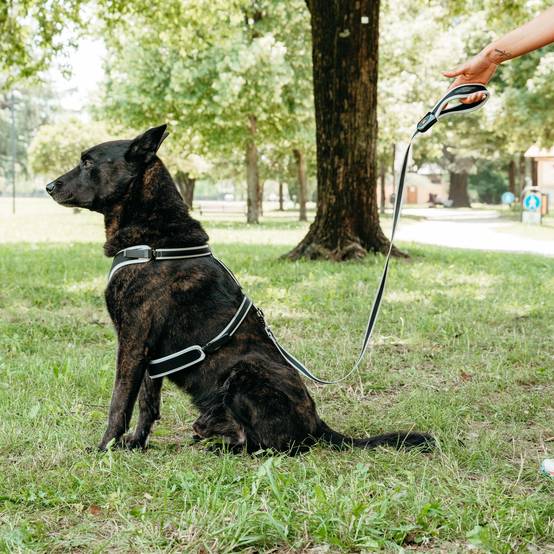 Ferplast - Ferplast Laisse pour chien en nylon ERGOCOMFORT G15/120, Poignée ergonomique, Rembourrage doux, Longueur 120 cm x 2 cm, Argent - Image 3