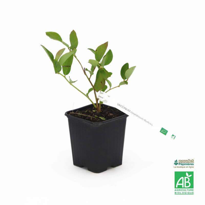 Myrtillier 'Berkeley' BIO (Vaccinium corymbosum 'Berkeley') - Godet 9cm - Taille 20/40cm - Pépinières Naudet - Image 2