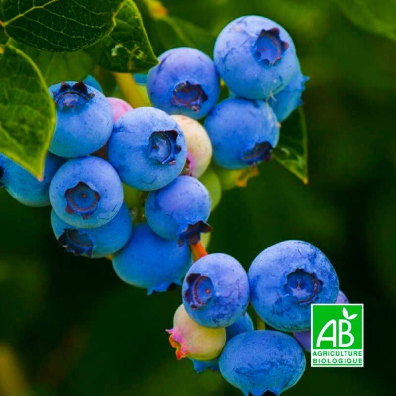 Myrtillier 'Berkeley' BIO (Vaccinium corymbosum 'Berkeley') - Godet 9cm - Taille 20/40cm - Pépinières Naudet - Image 1