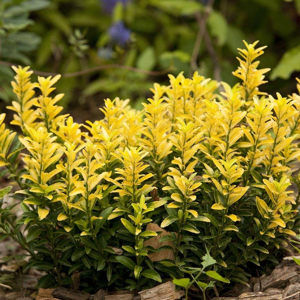Euonymus japonicus Happiness - Fusain du Japon Pot de 1L/1,5L