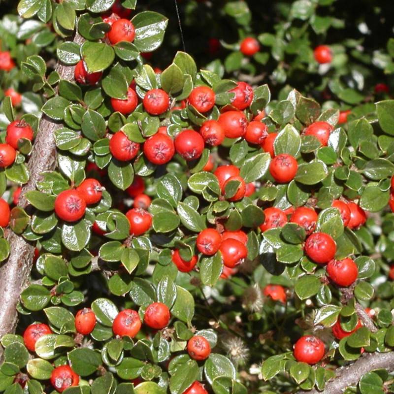 Cotoneaster Major, Cotonéaster à fleurs Blanche/ - feuillage Persistant - Pot de 3L - 20/40 cm - Image 1