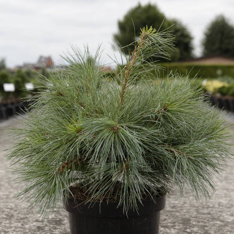 Promesse de Fleurs - Pin Weymouth - Pinus strobus Blue Shag Pot de 7,5L/10L - Image 1