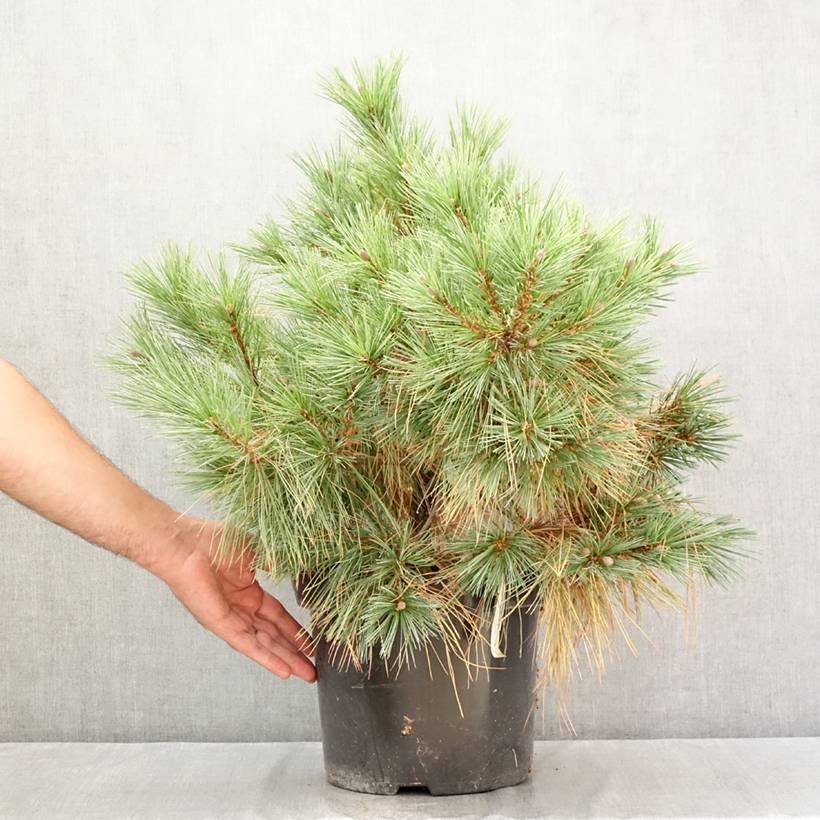 Promesse de Fleurs - Pin Weymouth - Pinus strobus Blue Shag Pot de 7,5L/10L - Image 2