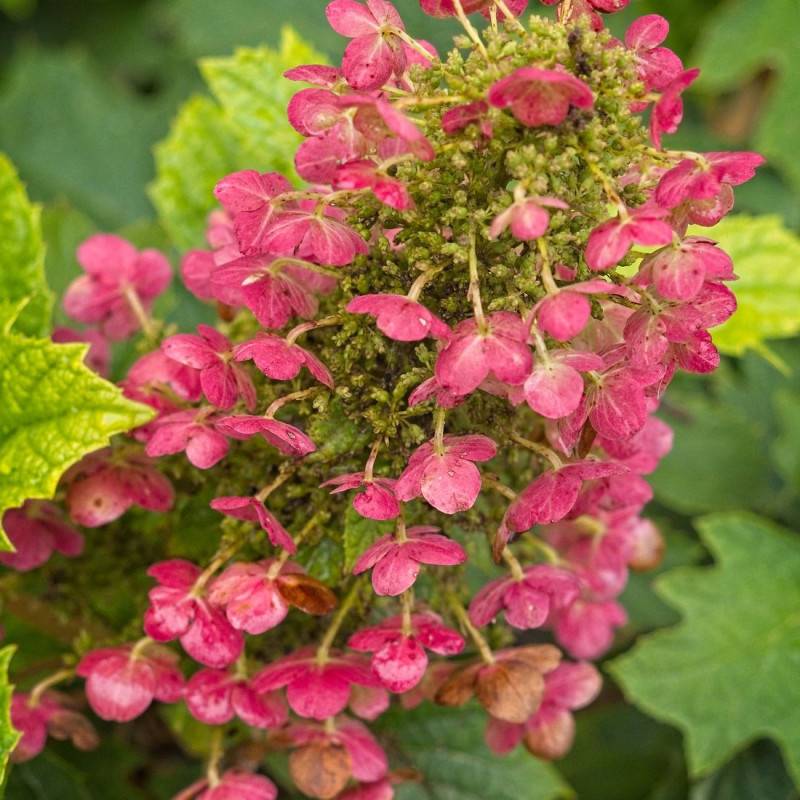 Hortensia à feuilles de chêne Amethyst, Hydrangea quercifolia à fleurs Rose - feuillage Caduc - Pot de 1,5L - 20/40 cm-  hauteur à maturité De 1,00 m - Image 2