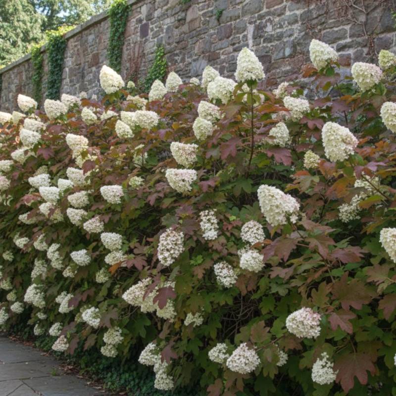 Hortensia à feuilles de chêne Amethyst, Hydrangea quercifolia à fleurs Rose - feuillage Caduc - Pot de 1,5L - 20/40 cm-  hauteur à maturité De 1,00 m - Image 4