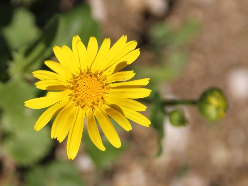 Promesse de Fleurs - Doronicum orientale Little Leo - Doronic du Caucase Godet de 8/9 cm