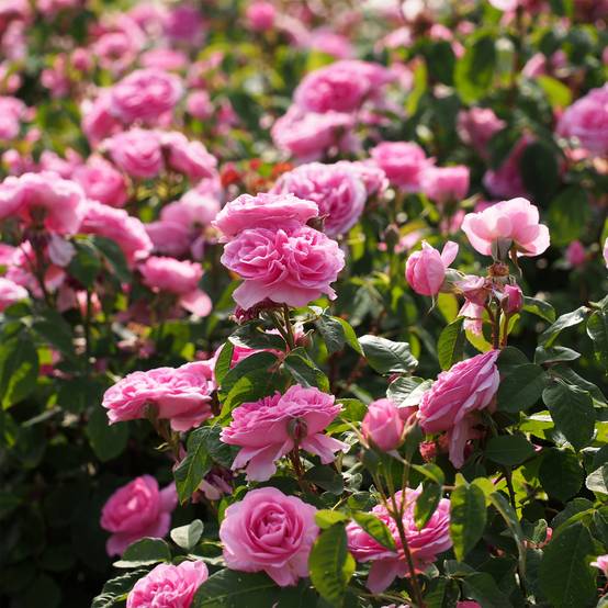 Promesse de Fleurs - Rosier Tige David Austin Gertrude Jekyll Petites Racines nues, Tige, Tige de 70/90