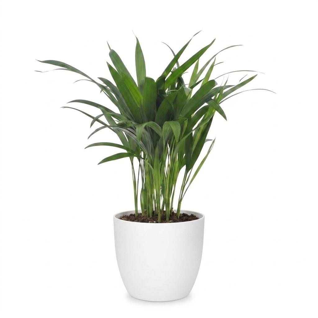 Palmier Areca - Dypsis lutescens - avec pot blanc - Ø12cm - ↕45cm - Plantes d’intérieur - Image 2