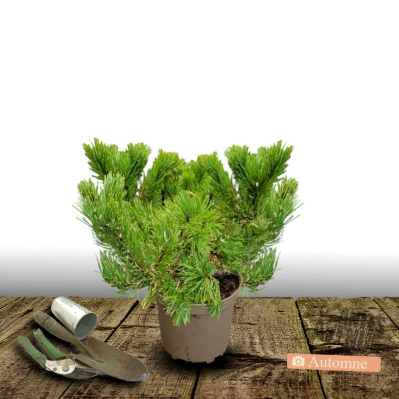 Pin blanc nain Radiata, Pinus - Pot de 5L - 40/60 cm - Image 2