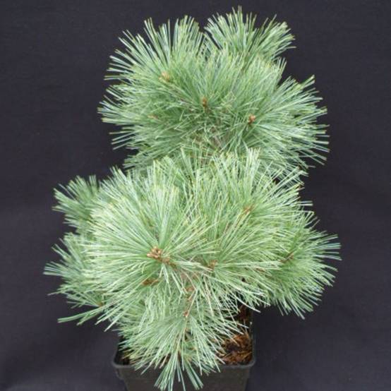 Pin blanc nain Radiata, Pinus - Pot de 5L - 40/60 cm - Image 1