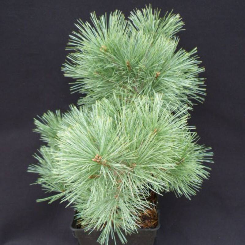 Pin blanc nain Radiata, Pinus - Pot de 5L - 40/60 cm - Image 1