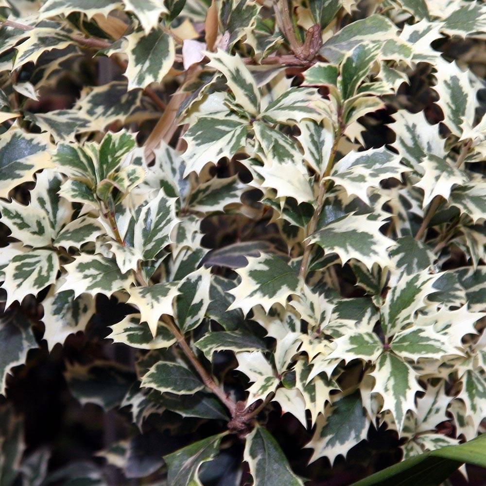 Osmanthus heterophyllus Variegatus - Osmanthe panaché Pot de 2L/3L - Image 1