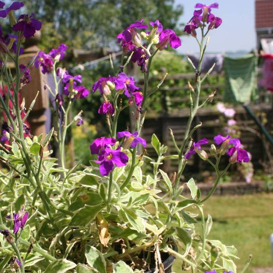 Aubrieta Dr Mules Variegated Godet de 8/9 cm