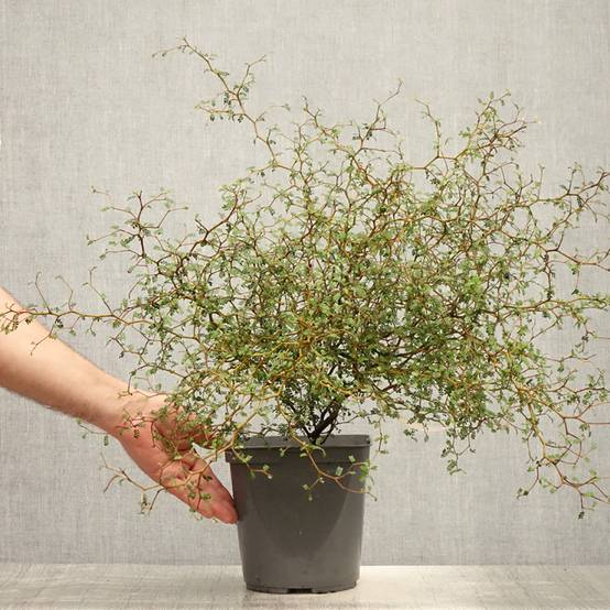 Sophora nain Little Baby Pot de 3L/4L - Image 2
