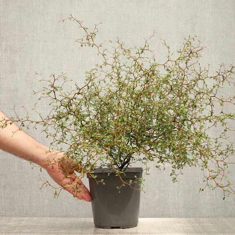 Sophora nain Little Baby Pot de 3L/4L - Image 2