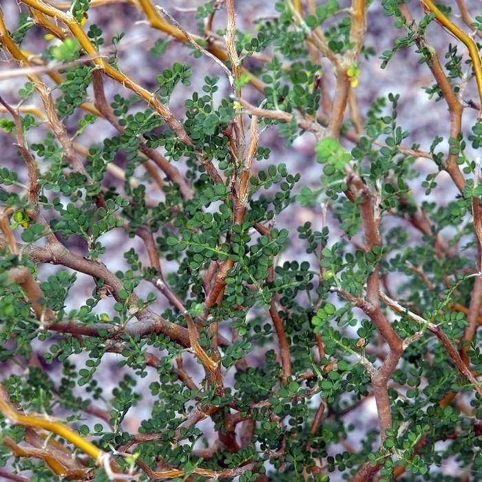 Sophora nain Little Baby Pot de 3L/4L - Image 1