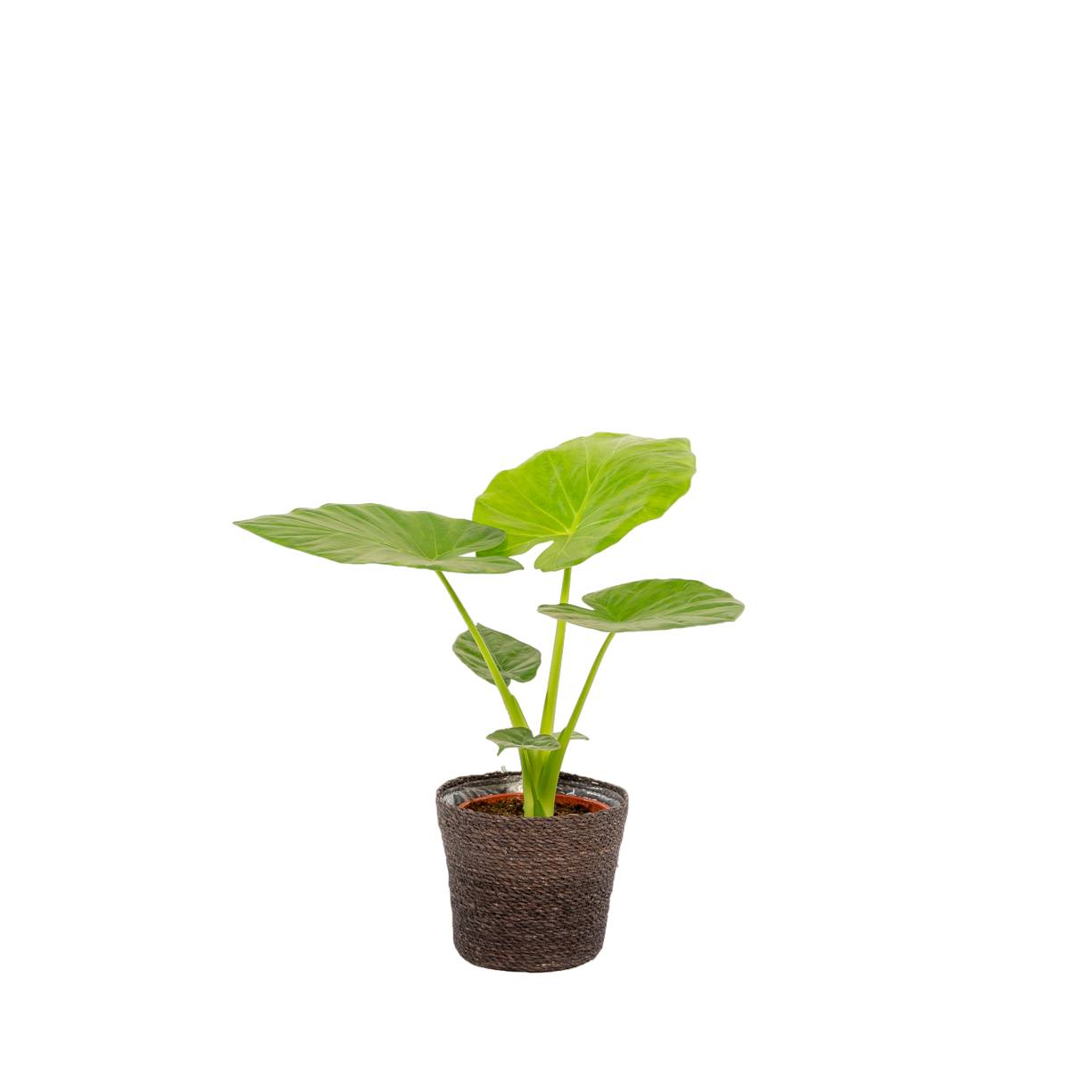 La Green Touch - Alocasia Macrorrhiza 70cm - Plante d'intérieur- La Green Touch - Image 1