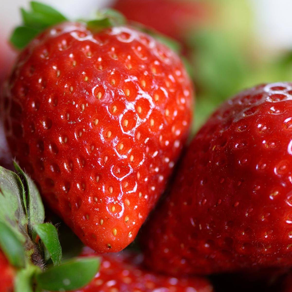 Promesse de Fleurs - Fraisier Cirano Petites Racines nues (par 10)