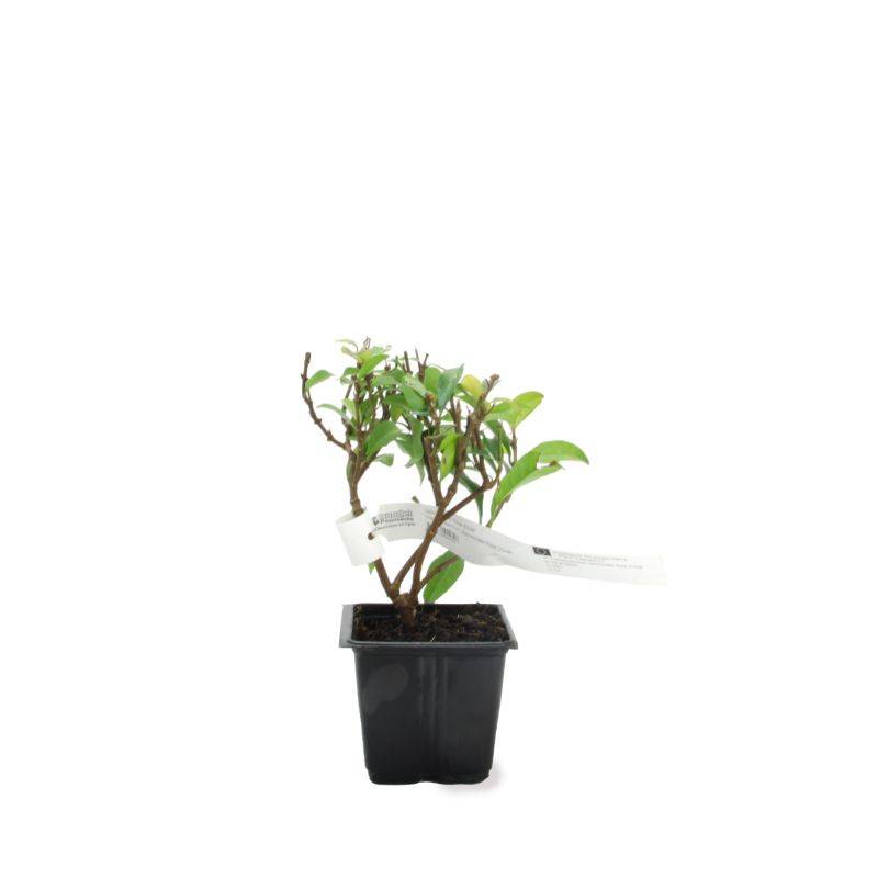 Jasmin Étoilé 'Rose d'Inde' (Trachelospermum Jasminoides) - Godet - Taille 13/25cm - Pépinières Naudet - Image 2